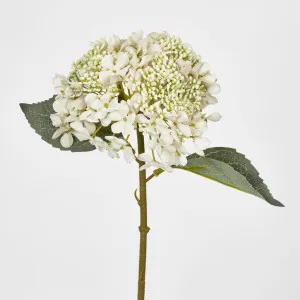 Lace Cap Hydrangea White by JMC FLORALS, a Plants for sale on Style Sourcebook