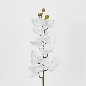 Phalaenopsis Orchid White by JMC FLORALS, a Plants for sale on Style Sourcebook
