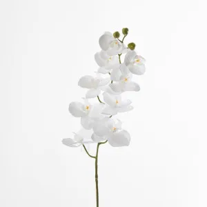 Phalaenopsis white Orchid Stem with Yellow Stamen by JMC FLORALS, a Plants for sale on Style Sourcebook