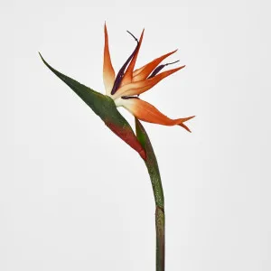 Bird of Paradise by JMC FLORALS, a Plants for sale on Style Sourcebook