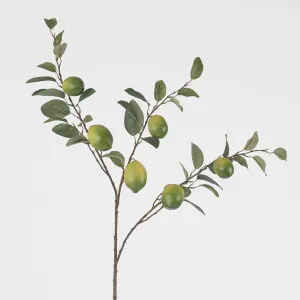 Lime Branch Spray x 6 Limes with Leaves by Florabelle Living, a Plants for sale on Style Sourcebook