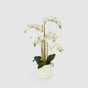 Orchid In Ceramic Pot Real Touch 71cm White by Florabelle Living, a Plants for sale on Style Sourcebook