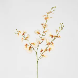Lilly Dancing Orchid
98cm Cream by Florabelle Living, a Plants for sale on Style Sourcebook