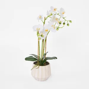 Ribbed Real Touch Potted Phalaenopsis Orchid LGE by Florabelle Living, a Plants for sale on Style Sourcebook