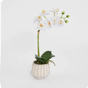Ribbed Real Touch Potted Phalaenopsis Orchid SML by Florabelle Living, a Plants for sale on Style Sourcebook