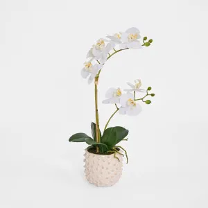 Spike Real Touch Potted Phalaenopsis Orchid SML by Florabelle Living, a Plants for sale on Style Sourcebook