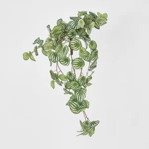 Green White Watermelon Peperomia Hanging Bush 137 Leaves by JMC FLORALS, a Plants for sale on Style Sourcebook