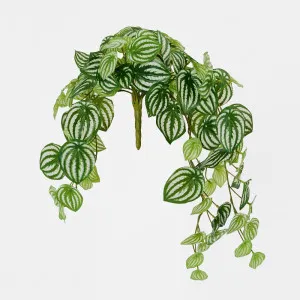 Green White Watermelon Peperomia Hanging Bush 108 Leaves by JMC FLORALS, a Plants for sale on Style Sourcebook