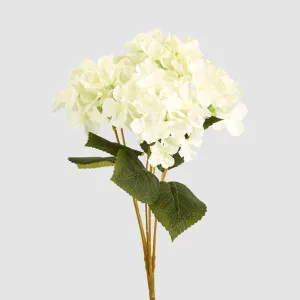 Hydrangea Buch With 5 Heads White by JMC FLORALS, a Plants for sale on Style Sourcebook
