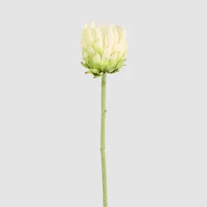 Protea Stem 60cm White by JMC FLORALS, a Plants for sale on Style Sourcebook