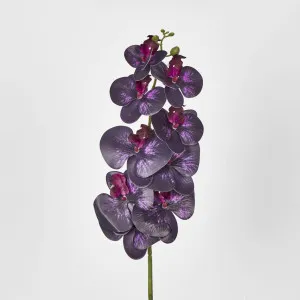 Dark Deep Purple Phalaenopsis Orchid by JMC FLORALS, a Plants for sale on Style Sourcebook