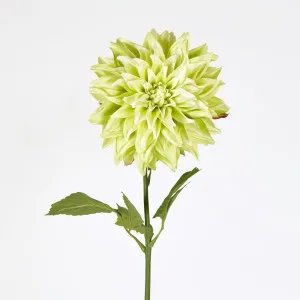 Dahlia Green by JMC FLORALS, a Plants for sale on Style Sourcebook