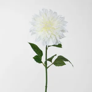 Dahlia White by JMC FLORALS, a Plants for sale on Style Sourcebook