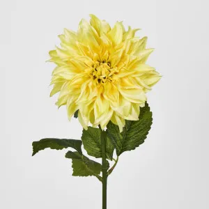 Dahlia Yellow by JMC FLORALS, a Plants for sale on Style Sourcebook