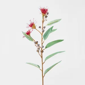 Flowering Eucalyptus Dark Red by JMC FLORALS, a Plants for sale on Style Sourcebook