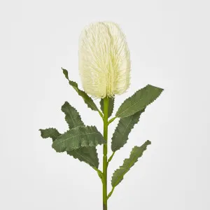 Banksia Stem White by JMC FLORALS, a Plants for sale on Style Sourcebook