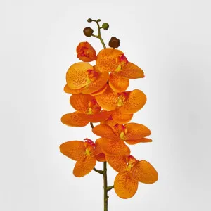 Phalaenopsis Orchid 7 Flowers Orange by JMC FLORALS, a Plants for sale on Style Sourcebook