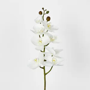 Phalaenopsis Orchid stem with 7 Flowers White by JMC FLORALS, a Plants for sale on Style Sourcebook