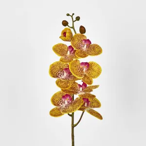 Phalaenopsis Orchid 7 Flowers Yellow by JMC FLORALS, a Plants for sale on Style Sourcebook