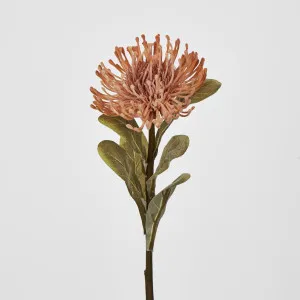 Pincushion Protea Pink by JMC FLORALS, a Plants for sale on Style Sourcebook