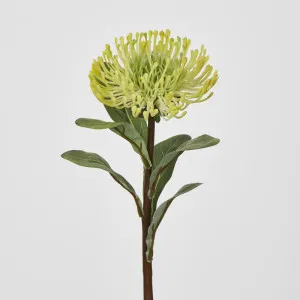 Pincushion Protea Yellow by JMC FLORALS, a Plants for sale on Style Sourcebook