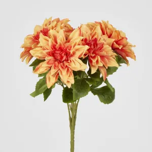 Dahlia Bush x 5 Orange by JMC FLORALS, a Plants for sale on Style Sourcebook