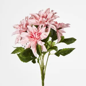Dahlia Bush x 5 Dark Pink by JMC FLORALS, a Plants for sale on Style Sourcebook