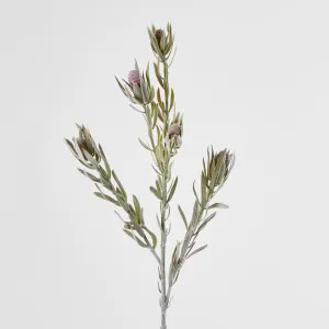 Protea Spray 77cm Burgundy by JMC FLORALS, a Plants for sale on Style Sourcebook