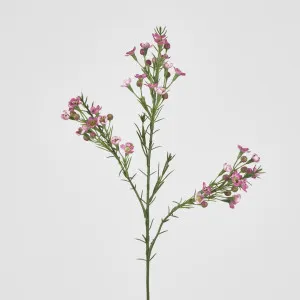 Wax Flower Dark Pink 64cm by JMC FLORALS, a Plants for sale on Style Sourcebook