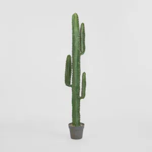 Desert Cactus 1.56m by Florabelle Living, a Plants for sale on Style Sourcebook
