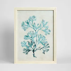 Blue Coral Study 1 Wall Art 45x60cm by Florabelle Living, a Prints for sale on Style Sourcebook