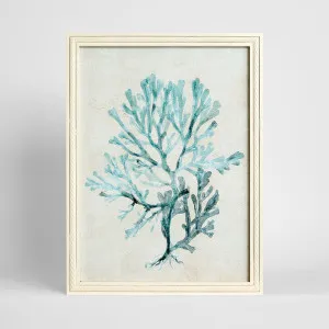 Blue Coral Study 2 Wall Art 45x60cm by Florabelle Living, a Prints for sale on Style Sourcebook