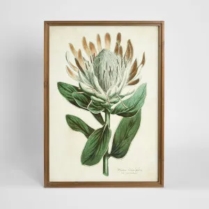 Protea Study A Wall Art 50x70cm by Florabelle Living, a Prints for sale on Style Sourcebook