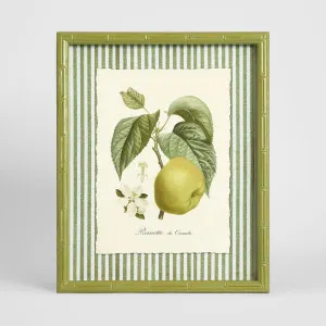 Apple Study 2 Wall Art 34x42cm by Florabelle Living, a Prints for sale on Style Sourcebook