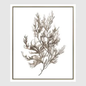 Coastal Botanical A Wall Art 52.5 x 62.5cm by Florabelle Living, a Prints for sale on Style Sourcebook