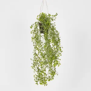 Hanging Helxine Soleirolii greenery potted by JMC FLORALS, a Plants for sale on Style Sourcebook