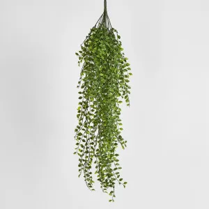 Hanging Ruscus Bush by JMC FLORALS, a Plants for sale on Style Sourcebook