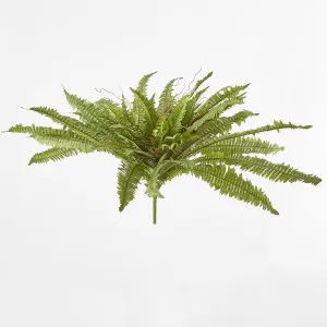 Boston Fern Bush x 5 67Lvs by JMC FLORALS, a Plants for sale on Style Sourcebook