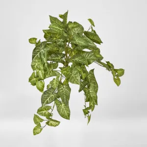 Hanging Green Syngonium Bush Vine by JMC FLORALS, a Plants for sale on Style Sourcebook