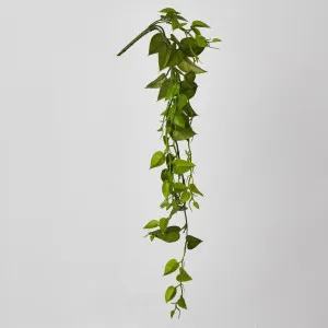 Hanging Philo Vine 76cm by JMC FLORALS, a Plants for sale on Style Sourcebook