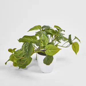 Hanging Philo Leaf Bush in White Pot by JMC FLORALS, a Plants for sale on Style Sourcebook