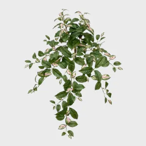 Hoya Hanging Bush Green and Pink 78cm by Florabelle Living, a Plants for sale on Style Sourcebook