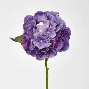 Susan Hydrangea Soft Touch Violet
52cm by Florabelle Living, a Plants for sale on Style Sourcebook