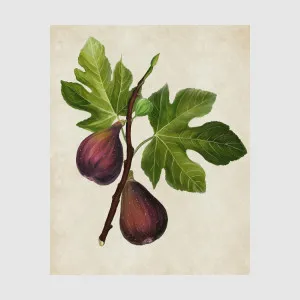 Botanical Fig Wall Art by PERFECT PIECES, a Prints for sale on Style Sourcebook