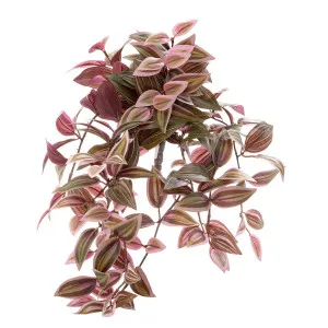 Wandering Jew Hanging Bush 50cm Red & Green by Florabelle Living, a Plants for sale on Style Sourcebook