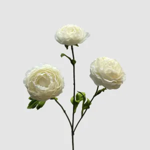 Ranunculus White 60cm by Florabelle Living, a Plants for sale on Style Sourcebook