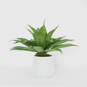 Giant Agave in Ana Planter by Florabelle Living, a Plants for sale on Style Sourcebook