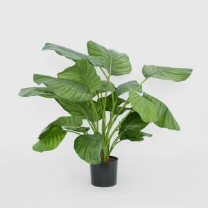 Calathea Fasciata Green 65cm by TREE CREATIONS, a Plants for sale on Style Sourcebook