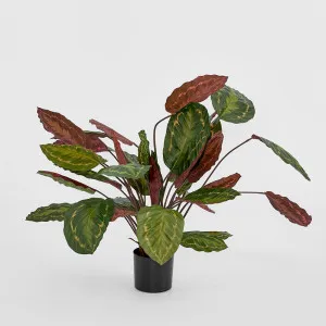 Calathea Fasciata Green and Red 65cm by TREE CREATIONS, a Plants for sale on Style Sourcebook