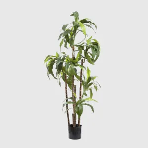 Dracaena Fragrans 1.5m by TREE CREATIONS, a Plants for sale on Style Sourcebook